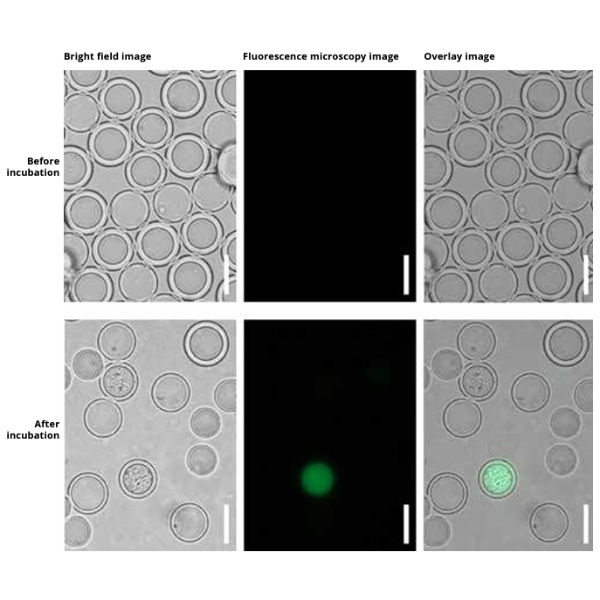 Finding rare enzyme expression